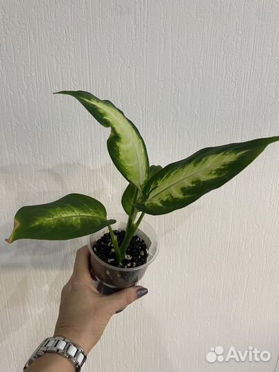 Диффенбахия саммер стайл