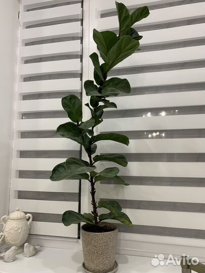 Фикус лирата бамбино