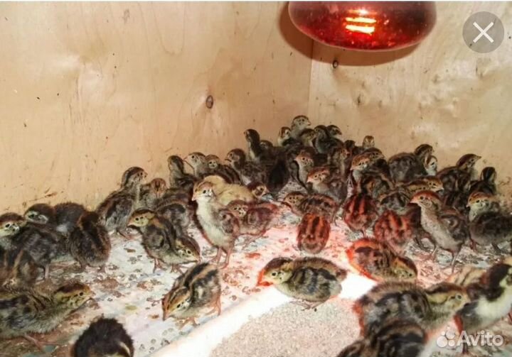 Живые перепелки яйцо