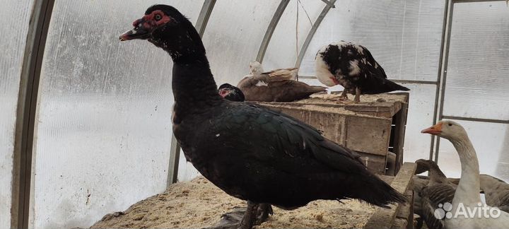 Инкубационное яйцо индоутки