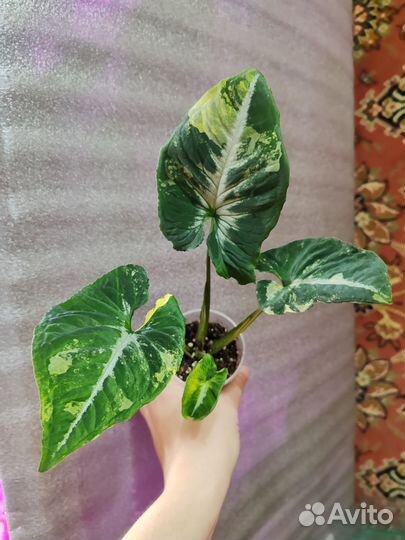 Сингониум яичница, Scrambled Eggs