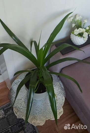 Красавец панданус в горшке