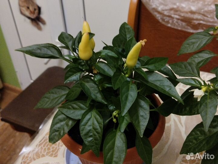 Перчик сальса многолетнее