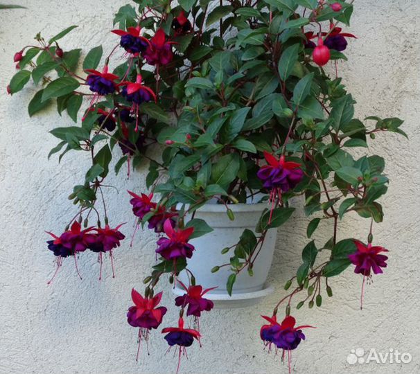 Цветы для дома и сада, черенки с корнями, высажены