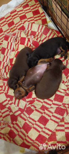 Той-терьер щенки