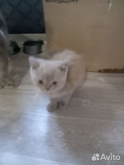 Продам котят
