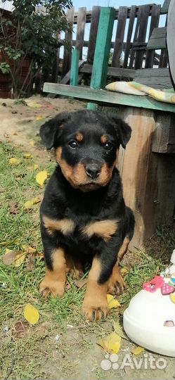 Продам щенка ротвейлера