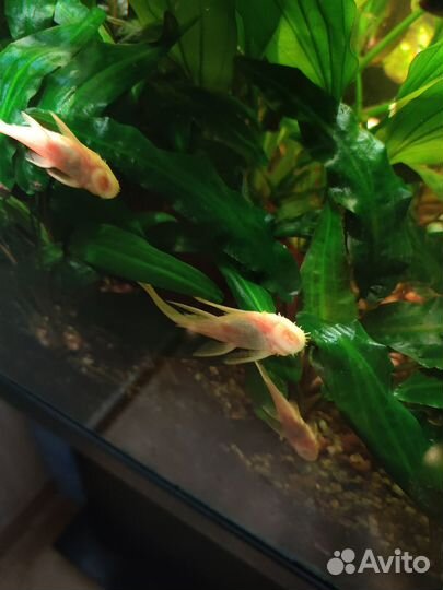 Сомики анциструсы вуалевые