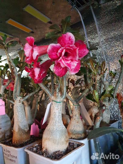 Адениум взрослый сортовой