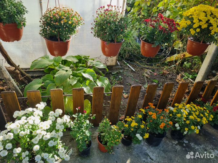 Хризантема шаровидная