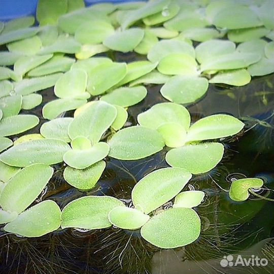 Аквариумные растения