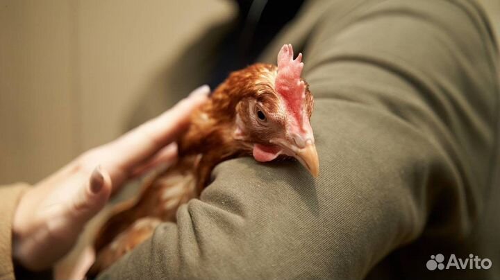 Куры несушки Легорн белая