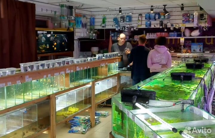 Рыбки растения креветки Беляево магазин