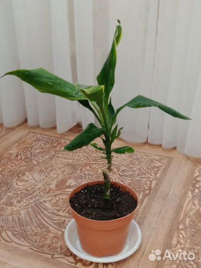 Пальма драцена вариегатная