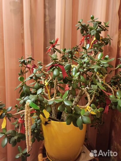 Комнатные растения цветы