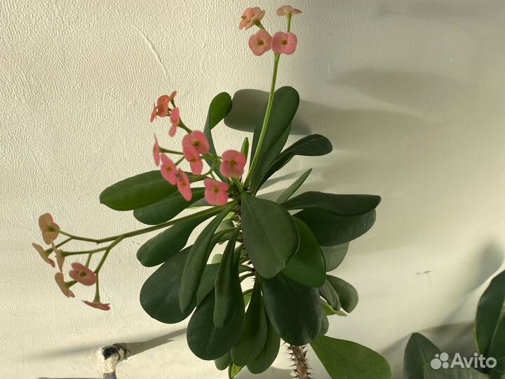 Сансевиерия сортовая