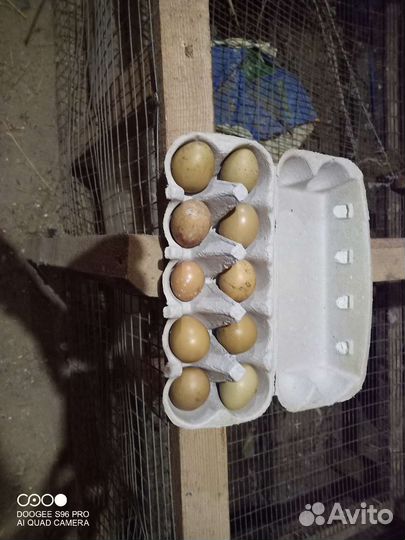 Столовое яйцо цесарки и охотничьего фазана