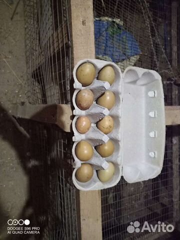 Столовое яйцо цесарки и охотничьего фазана