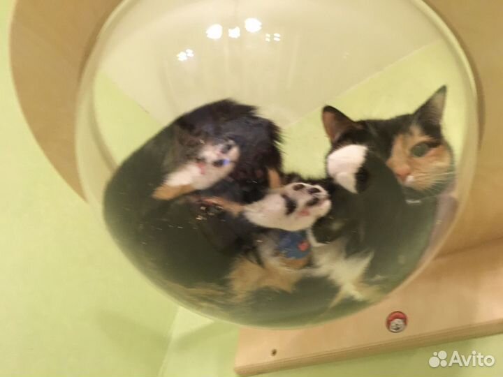 Гамак с прозрачной лежанкой для кошек