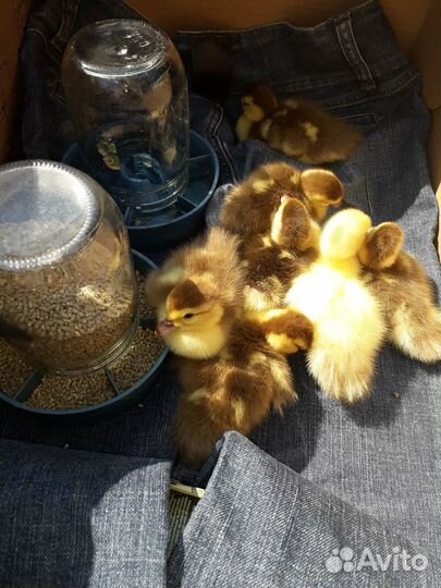 Индоутята домашние