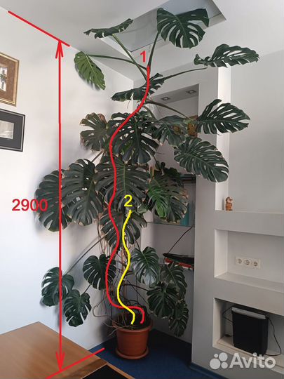 Домашние цветы