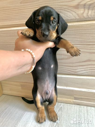 Карликовая такса щенок