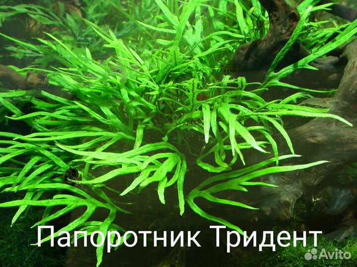 Аквариумные растения