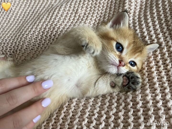 Британские котята золотая шиншилла, д.р.10.07