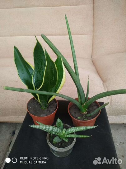 Кактусы и суккуленты