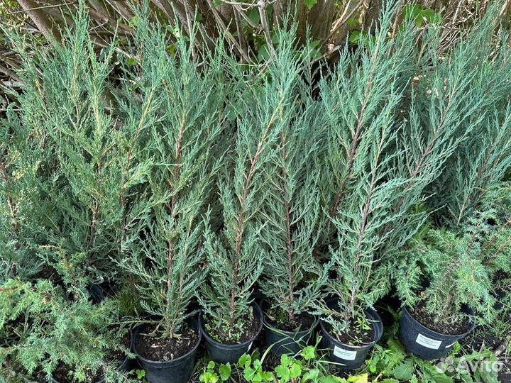 Можжевельник