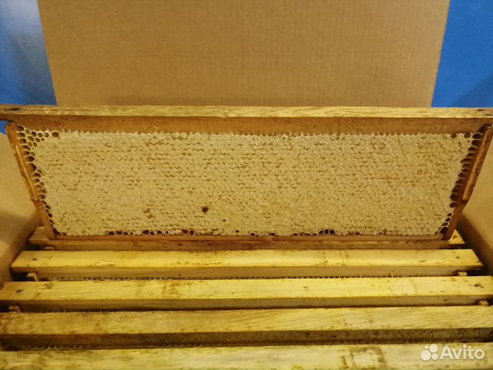 Сотовый мед оптом