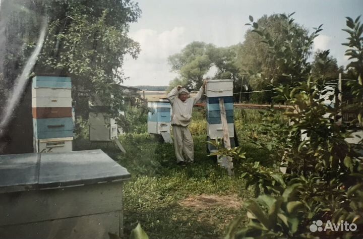 Семьи пчёл, ульи