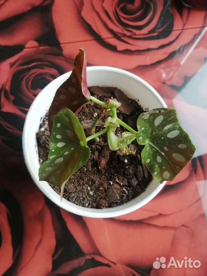 Бегония макулата