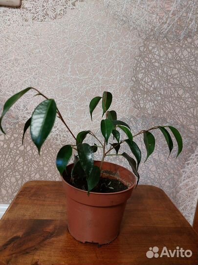 Фикус бенджамина