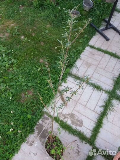 Облепиха, пузыреплодник,форзиция