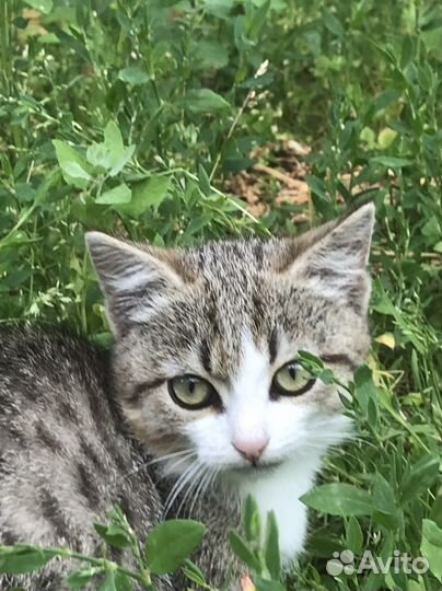 Отдам в добрые руки