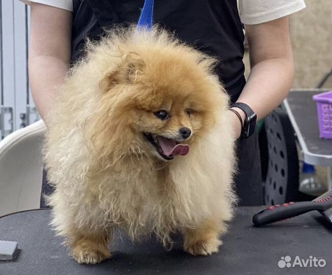 Груминг Стрижка собак Экспресс линька