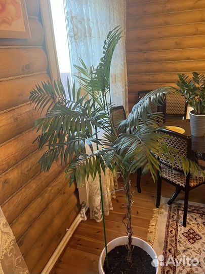 Пальма драцена