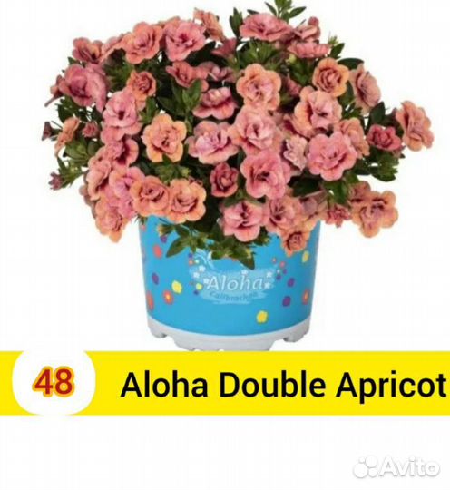 Черенки вегетативной калибрахоа