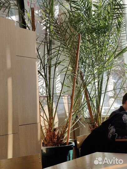 Финиковая пальма