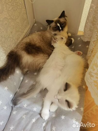 Котята Рэгдолл