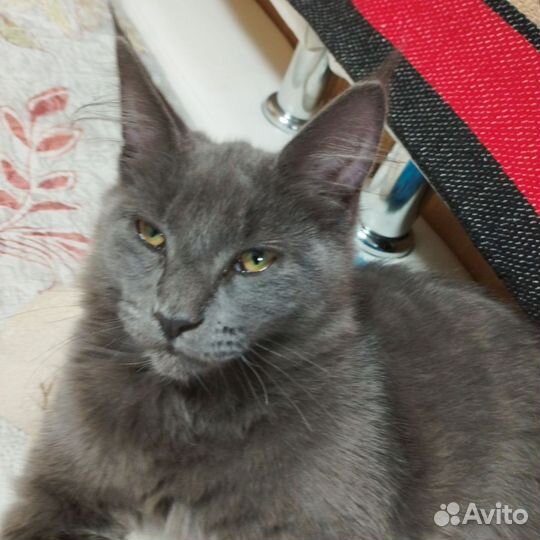 Кошечка Мейкун