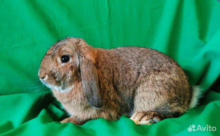 Декоративный кролик
