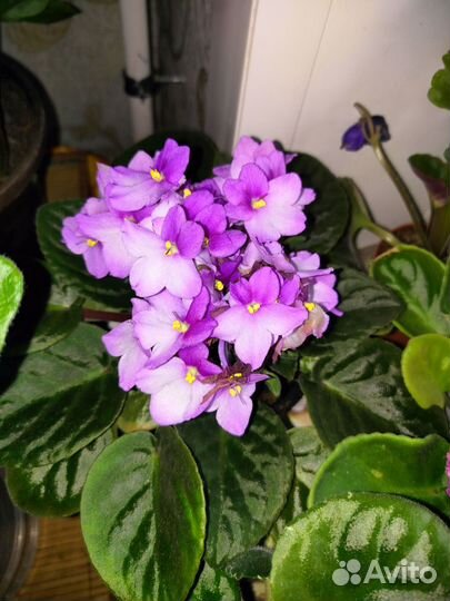 Продам фиалки