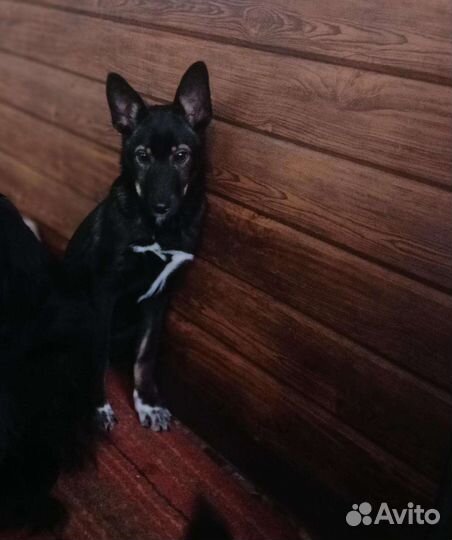 Щенок в добрые руки