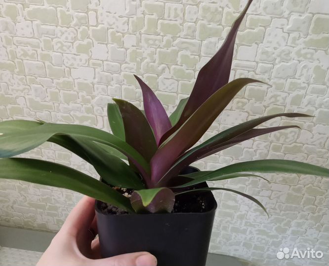 Рео (традесканция покрывальчатая)