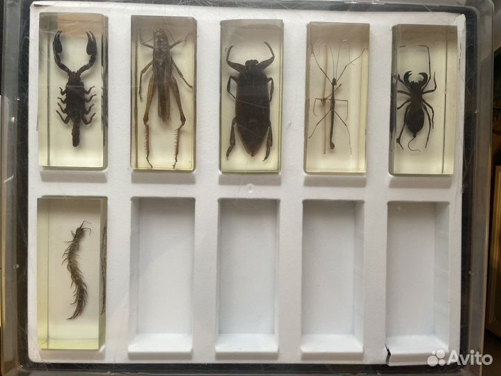 Насекомые и их знакомые