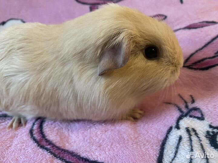 Морские свинки девочки + большая клетка