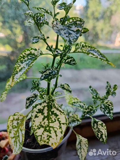 Комнатные цветы