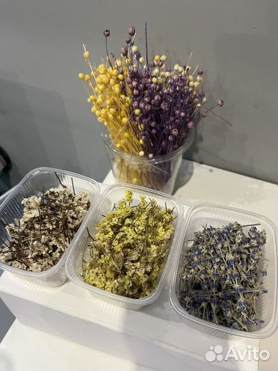 Сухоцветы для творчества